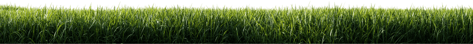 Vibrant green grass and lush landscape for beautiful garden design and landscaping services.