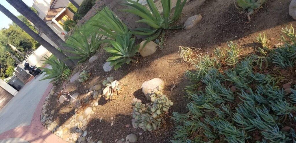 Beautiful succulent garden design featuring agave and variegated succulents for curb appeal.