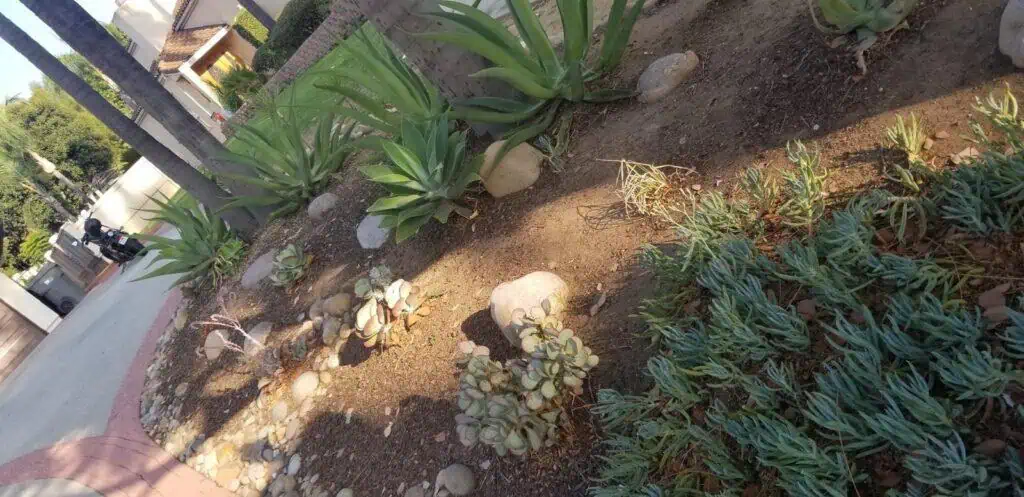 Beautiful succulent garden design featuring agave and variegated succulents for curb appeal.