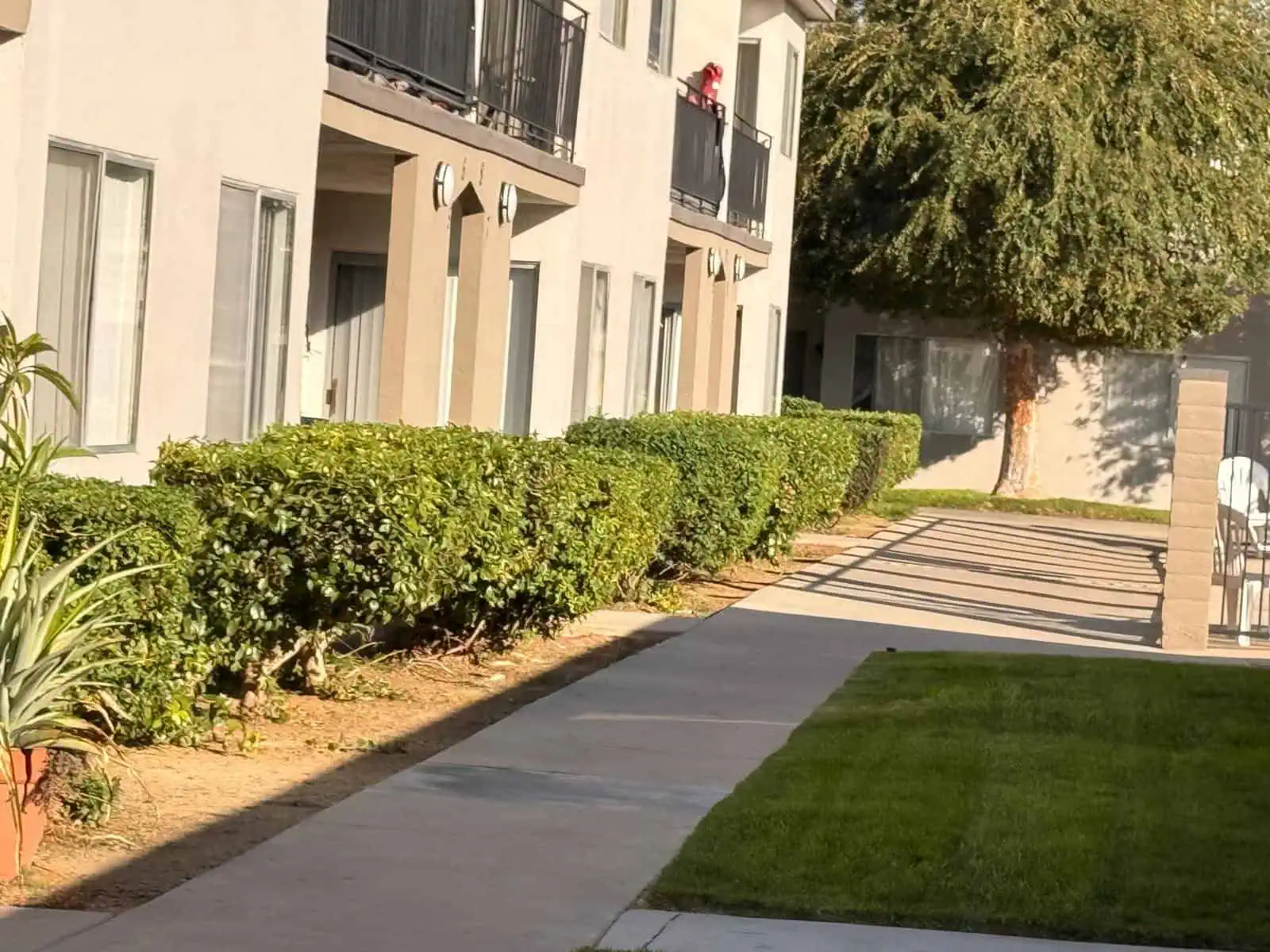 Lush shrubbery and modern outdoor landscaping design at residential building.