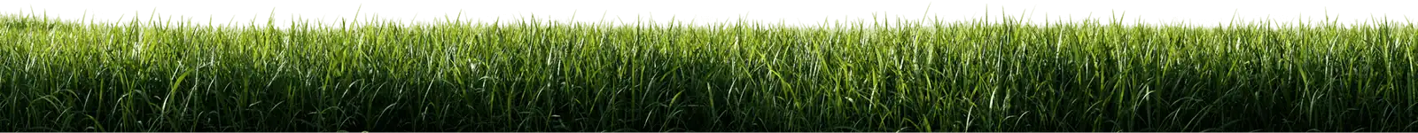 Vibrant green grass and lush landscape for beautiful garden design and landscaping services.